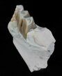 Oligocene Ruminant (Leptomeryx) Jaw Section #60969-2